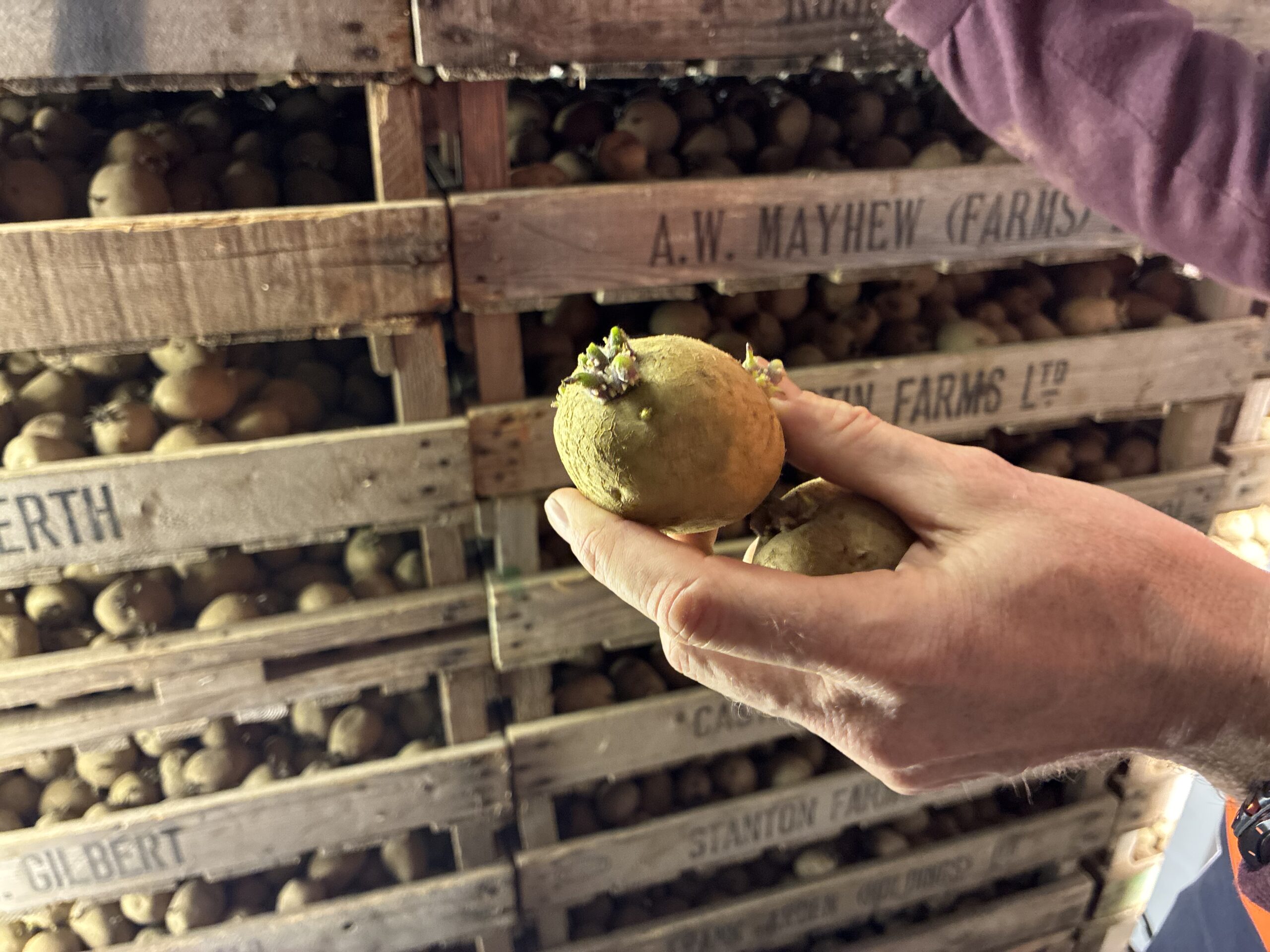 Dans le Suffolk, les agriculteurs creusent le sillon européen