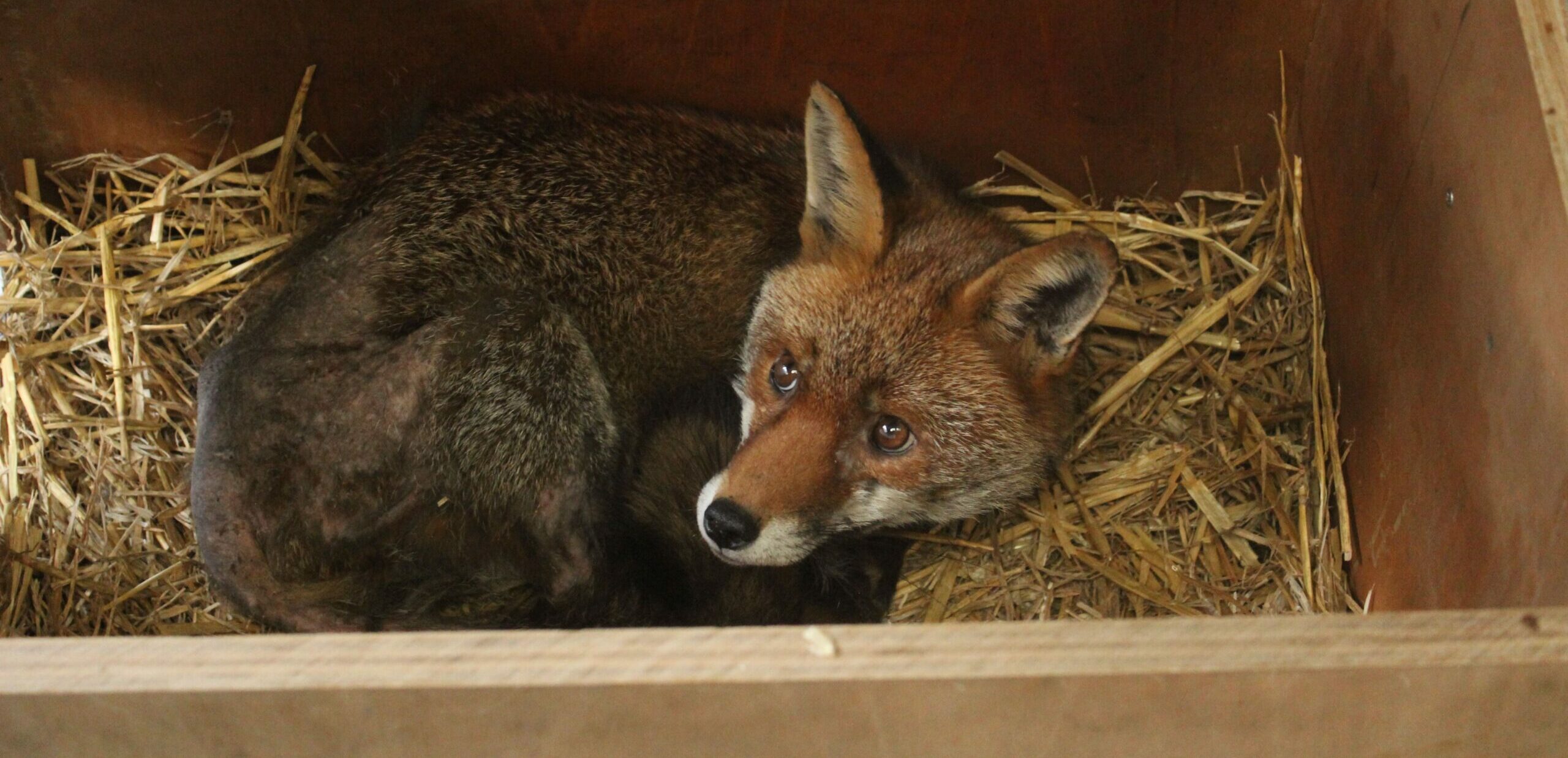 À la recherche du renard des villes